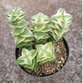 thumbnail image 2 of Crassula Perforata String of Buttons Variegata Succulent Live Plant 2 Inch for Indoor Outdoor Home Office Garden Decor, 2 of 6