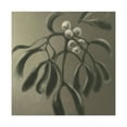 thumbnail image 1 of Mistletoe in Baroque. - Canvas, 1 of 10