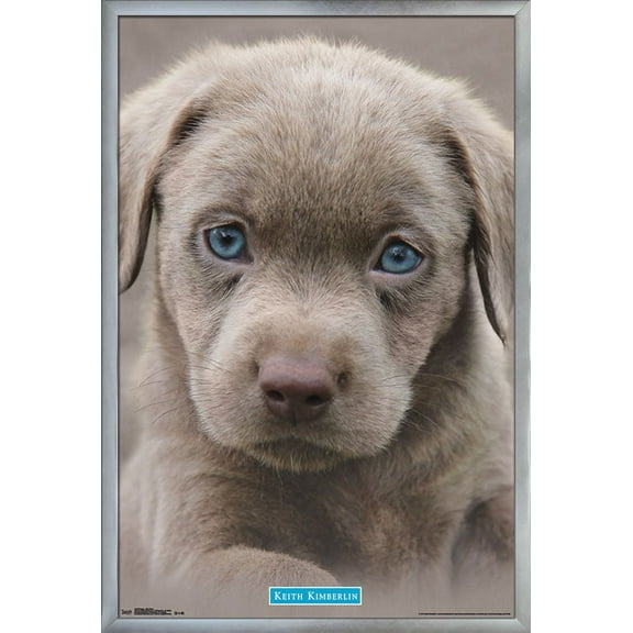 Keith Kimberlin - Puppy - Blue Eyes Wall Poster, 22.375" x 34", Framed