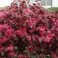 thumbnail image 6 of Loropetalum Red Chocolate I 10 Live Plants I Chinese Fringe Flower I Deep Burgundy Foliage with Pink Flower Accents - Low-Maintenance, Drought-Resistant Shrub, 6 of 6