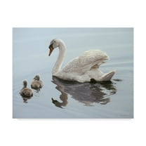 Trademark Fine Art 'Mute Swan And Two Cygnets' Canvas Art by Ron Parker