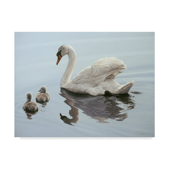 Trademark Fine Art 'Mute Swan And Two Cygnets' Canvas Art by Ron Parker