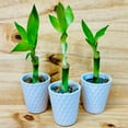 thumbnail image 1 of 4\u201d Live Lucky Bamboo Plant in White Ceramic Vase 10, 1 of 7