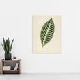 thumbnail image 4 of Vintage Botanical Tiger Plant Leaf Fawcett Huge Wall Art Poster Print, 4 of 4
