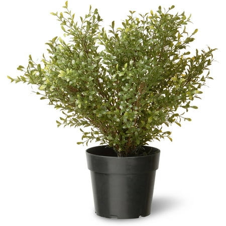 National Tree 24