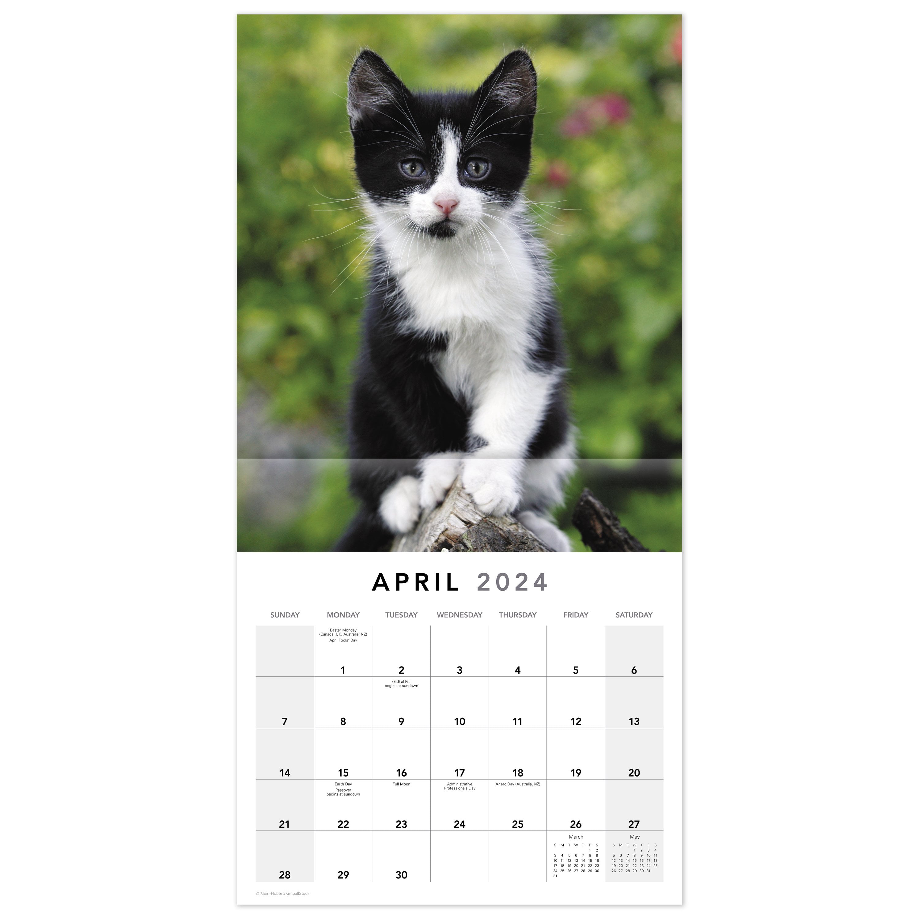 Mead Kittens Wall Calendar