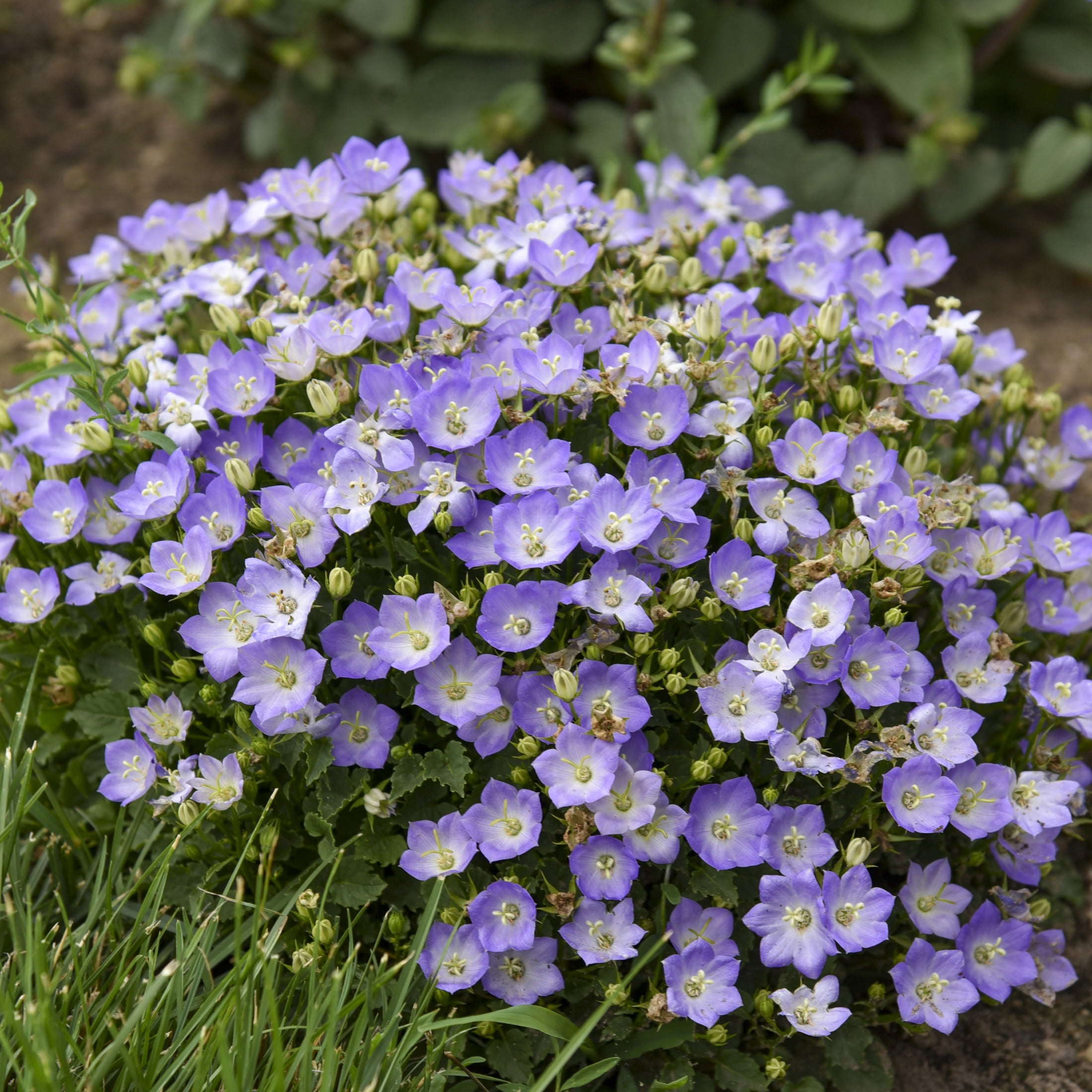 Proven Winners 6" Blue Mini Marvels 'Twilight' Carpathian Bellflower Live Plant in 6.5" Pot