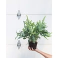 Blue Star Fern 3 Live Plants in 6 Inch Pots Phlebodium Aureum
