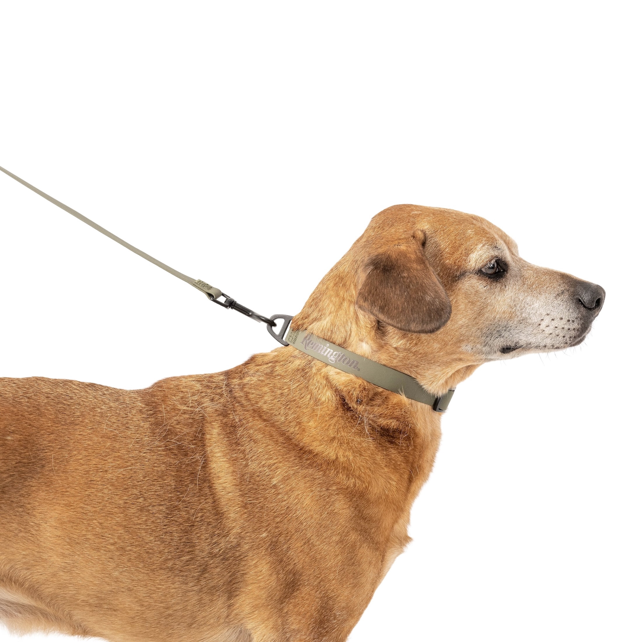 Remington Coated Dog Collar, Sage, Size S