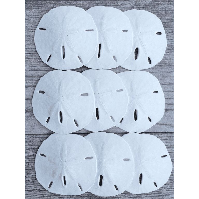  Sand Dollar  Real Sand Dollars 1 1/2 to 2 (Set of
