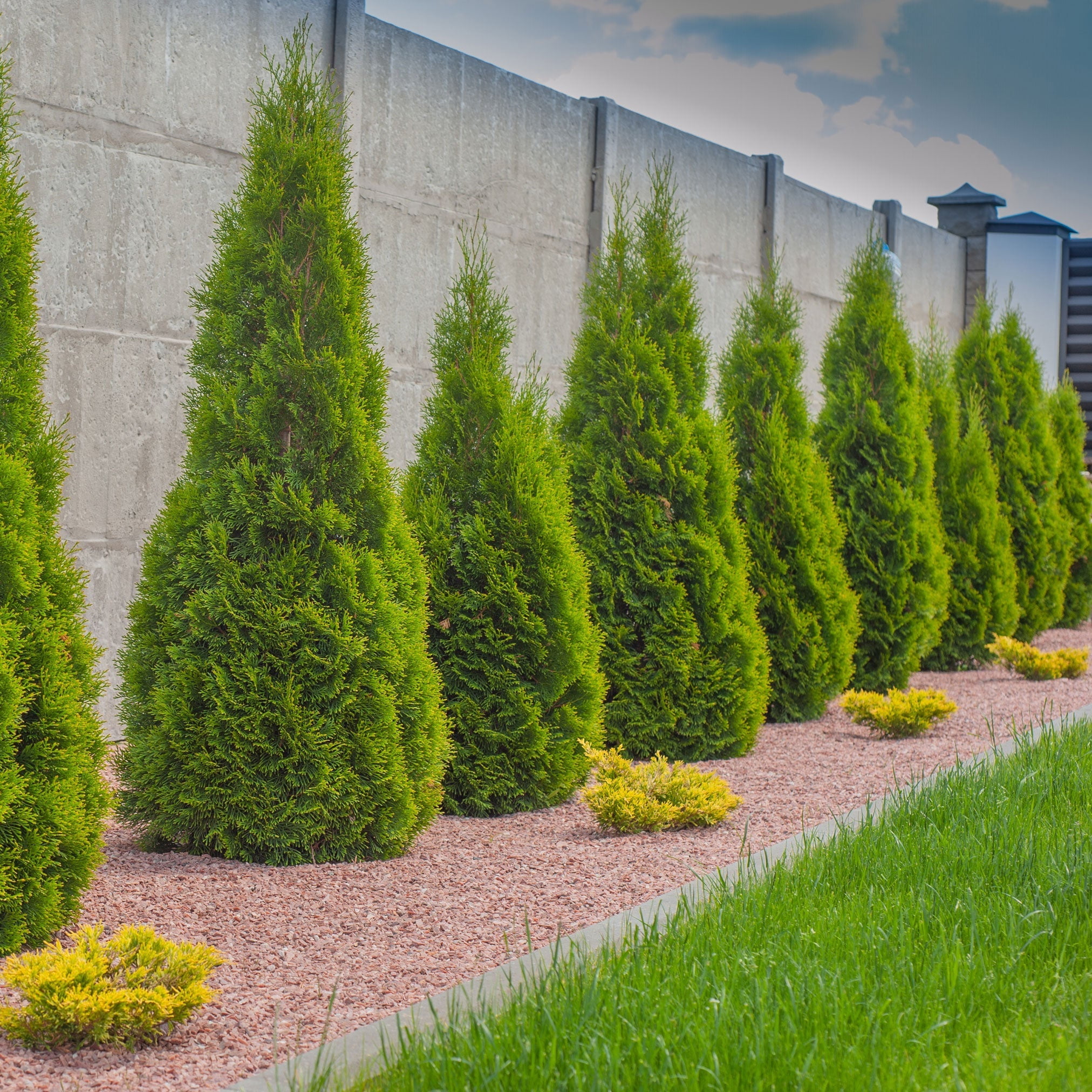 (2 pack) Expert Gardener 2.25G Arborvitae Emerald Green Live Plants Full Sun Green