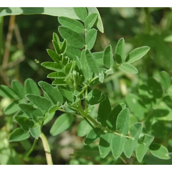 50 Astragalus membranaceus Seeds - Traditional Chinese Medicine Herb - Non-GMO