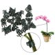 thumbnail image 4 of 20 clips de orquídeas, clips de plantas, clips de flores para jardín, soporte de tallo de orquídea Afortunado Sencillez, 4 of 5