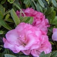 thumbnail image 3 of Direct Gardening 2 Gal. Pot, Ever After™ Blush Pink Flowering Reblooming Azalea Shrub Potted Plant, 3 of 6