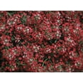 thumbnail image 2 of Green River Seeds 25 Sweet Alyssum Rosy Red Seeds - Tiny Colorful Flowers for Spring and Fall Gardening, Ideal for Hanging Baskets and Pathways, 2 of 6