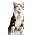 thumbnail image 2 of , s y tie green s Gloria Corbatas del gato del perro del animal doméstico, 2 of 9