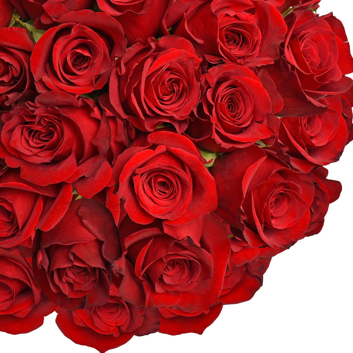 Fresh Cut Red Roses, 20", Pack of 100 by InBloom Group
