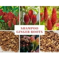 thumbnail image 6 of 10 Fresh Ginger Shampoo Rhizomes - Shampoo Ginger Roots - Zingiber Zerumbet Pinecone Plant - Awapuhi Shampoo Ginger Roots  Ready to Planting, 6 of 7