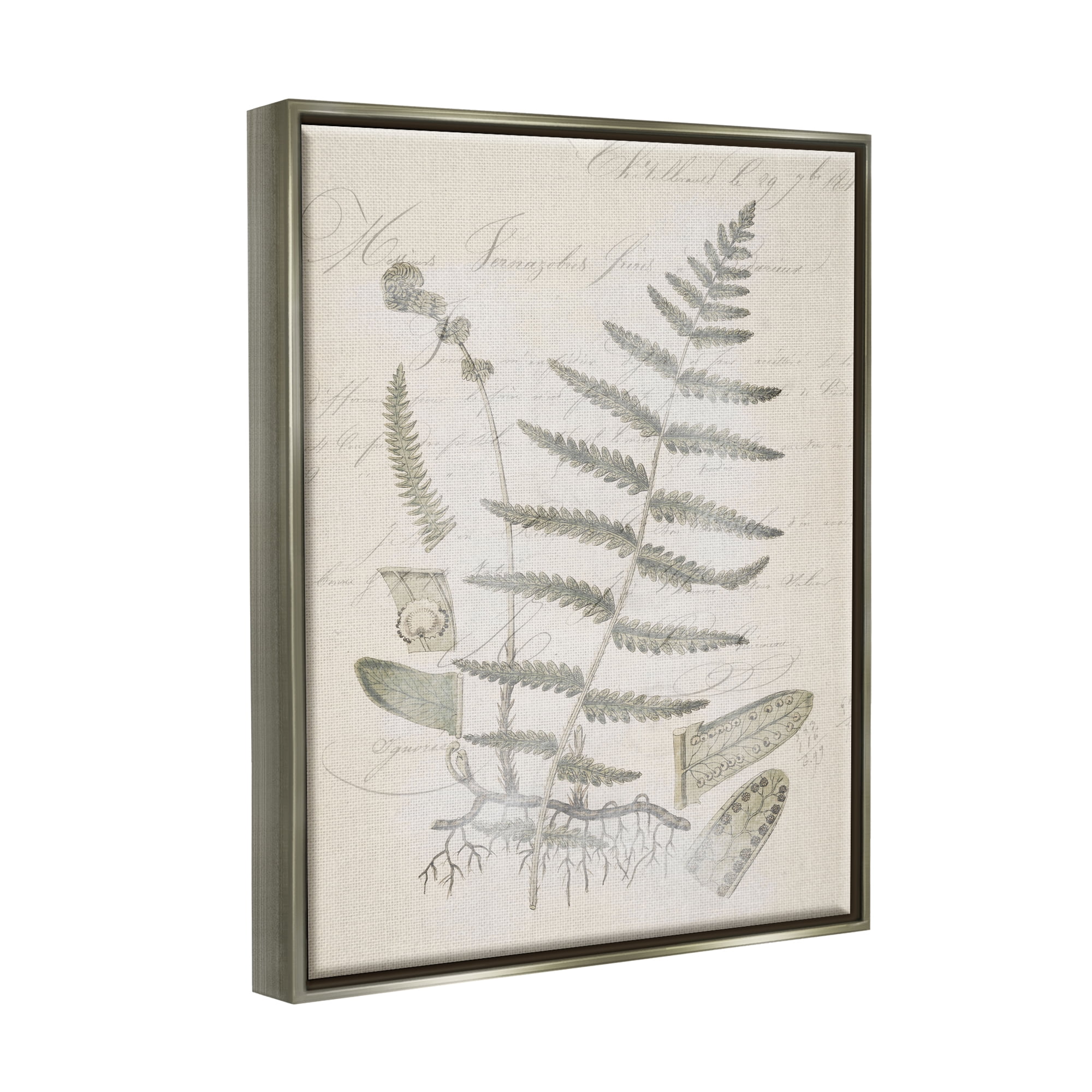 Stupell Industries Latin Study Vintage Fern Botanical Botanical & Floral Drawing Gray Floater Framed Art Print Wall Art