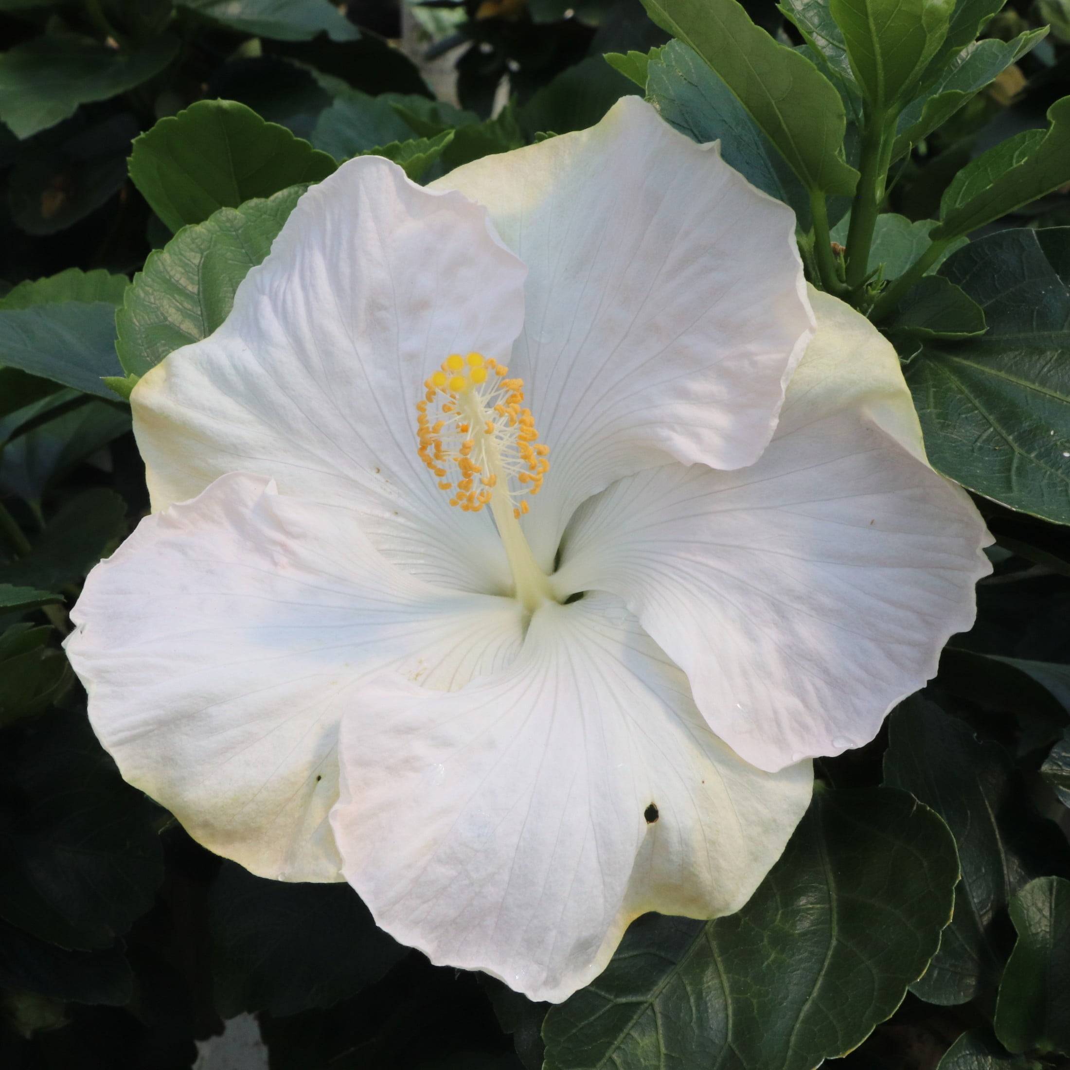 Proven Winners ColorChoice 6" White Hollywood Hibiscus Earth Angel Tropical Hibiscus Live Plant in 7.5" Pot