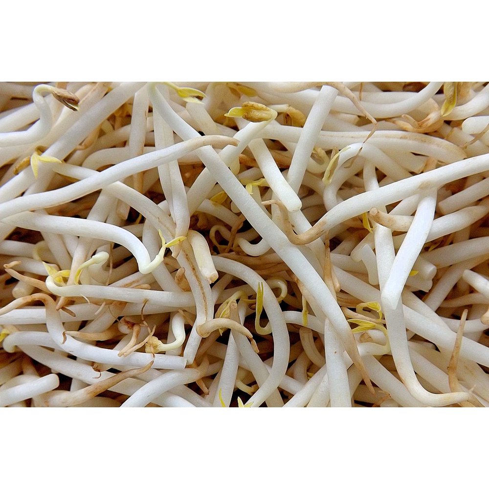Seedlings Mung Beans Soybean Food12 Inch BY 18 Inch Laminated Poster