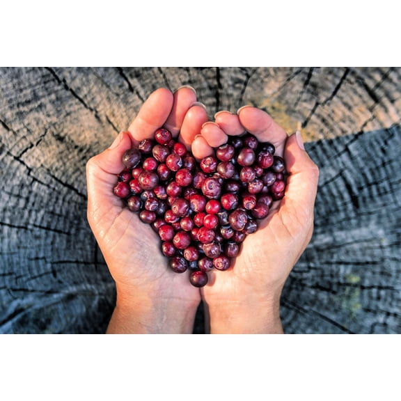 Huckleberry Seeds for Planting (30 Seeds) - Non-GMO Fruit Seeds