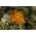 thumbnail image 2 of Shimlock, Jones 24x17 Gold Ornate Wood Framed with Double Matting Museum Art Print Titled - Indonesia, Lembeh Strait Of juvenile cowfish, 2 of 4