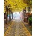 thumbnail image 1 of BSDHOME Polyester Autumn Fall Season Scenery Yellow Orange Maple Trees Leaves Road 5x7ft Photography Backgrounds, 1 of 2