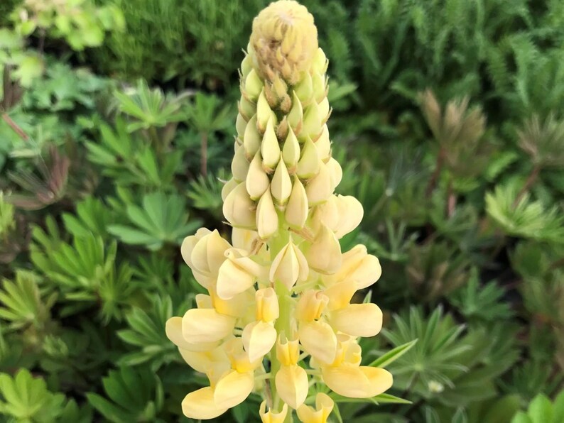 30 Seeds - Gallery Yellow Lupine Seeds for Pollinator Bees & Butterflies - Lupinus polyphyllus - Wildflower Gardening