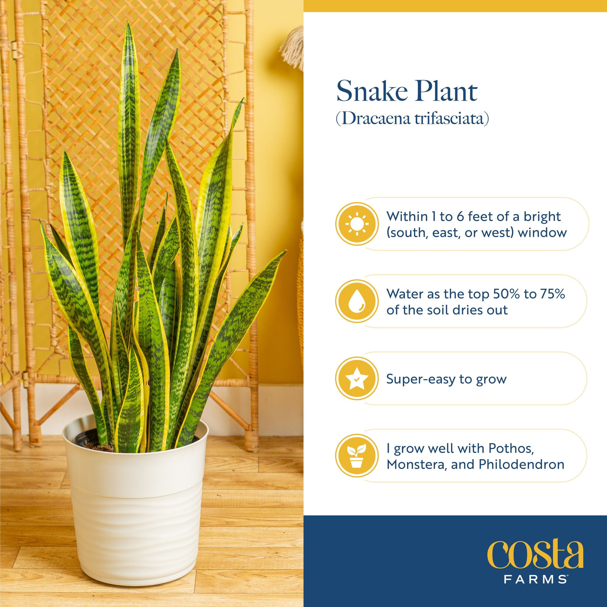 Costa Farms 6" Snake Plant Grower's Choice Live Plants in 4" Décor Pot