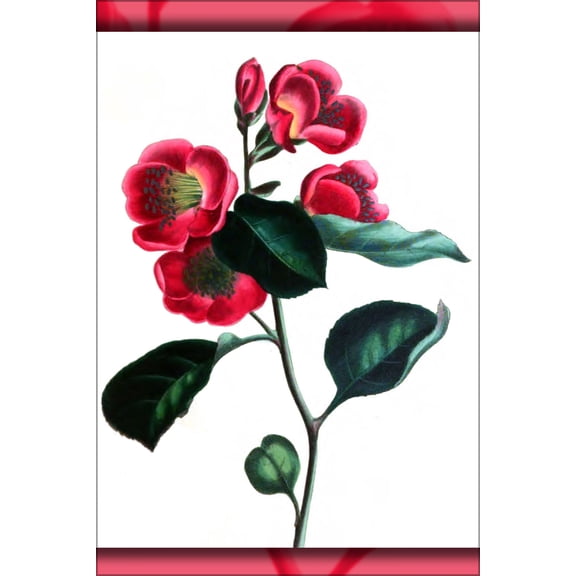 24"x36" Gallery Poster, Painting of Pyrus japonica (Japan pear) 1800s