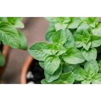 Oregano Plant- Herb-Origanum vulgare- Live Starter Plant
