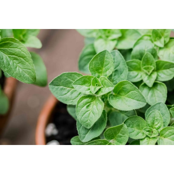 Oregano Plant- Herb-Origanum vulgare- Live Starter Plant