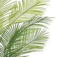 thumbnail image 4 of Vickerman 50" Green Areca Palm Plant. This is an artificial plant in a black plastic pot., 4 of 5