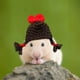 thumbnail image 5 of Mini gorro tejido a mano para animales pequeños | Correa ajustable para hámsteres, conejos y pájaros | Diseños de rana, conejo, arcoíris y zanahoria | Disfraz suave para mascotas para fiestas y fotos, 5 of 6