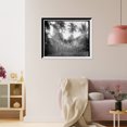 thumbnail image 3 of Historic Framed Print, Cocoanut palms and wild bananas, Jamaica, W.I., 17-7/8" x 21-7/8", 3 of 9