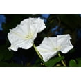 thumbnail image 6 of 50 MOONFLOWER MORNING GLORY White Moon Flower Ipomoea Alba Flower Vine Seeds, 6 of 10