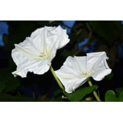50 MOONFLOWER MORNING GLORY White Moon Flower Ipomoea Alba Flower Vine Seeds