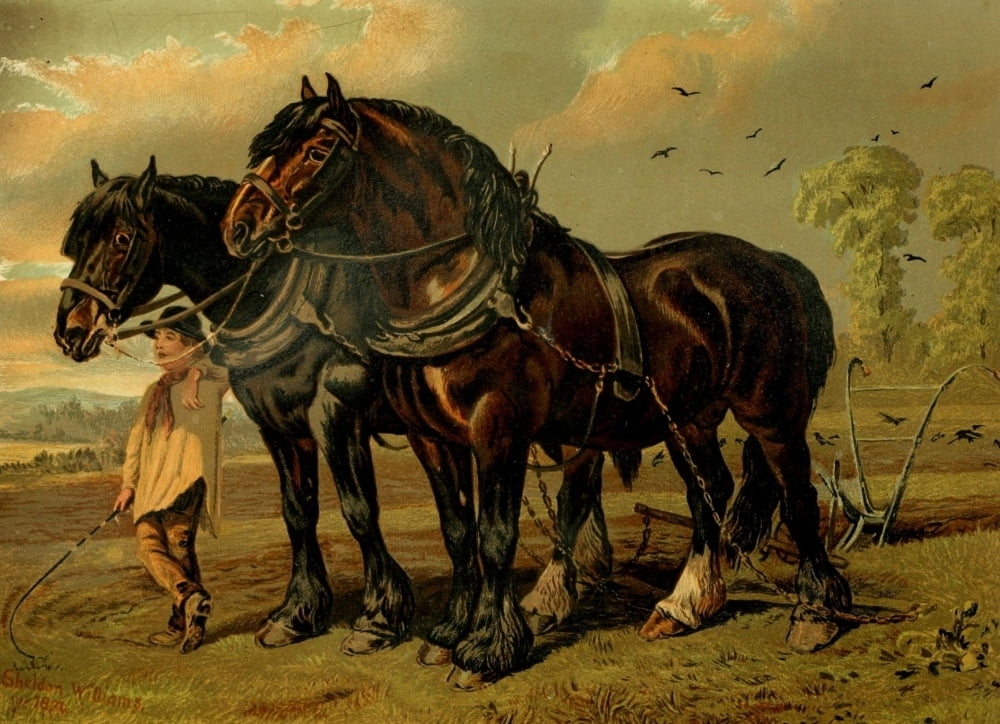 Book of the Horse 1880 Clydesdale stallion & mare Poster Print by A. SheldonWilliams (18 x 24 Book of the Horse 1880 Clydesdale stallion & mare Poster Print by A. SheldonWilliams (18 x 24