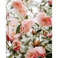 thumbnail image 2 of Straatsma, Leah 15x18 White Modern Wood Framed Museum Art Print Titled - Moody Pink FLorals 16x20, 2 of 4