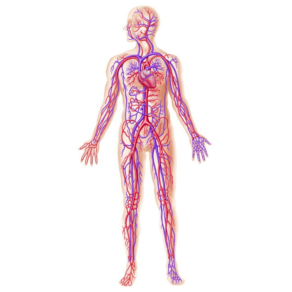 Anatomy of human circulatory system Poster Print by Leonello ... Biology Diagrams