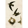 thumbnail image 2 of Vintage Apple Collection 13x18 White Modern Wood Framed Museum Art Print Titled - American Swift, 2 of 4