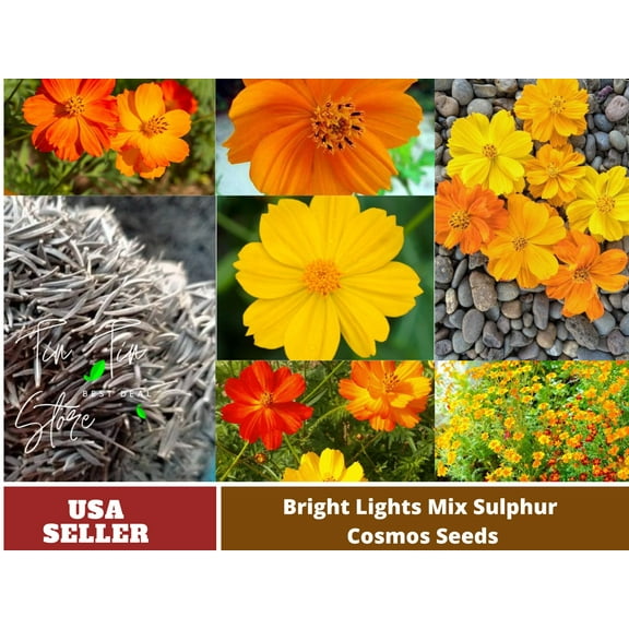 50 Seeds| Sulphur Cosmos Seeds-Bright Lights-#L002-Authentic Seeds-Seeds-Rose seeds-Herb seeds-Vegetable Seeds-Mix Seeds for Plant- B3G1