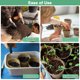 thumbnail image 4 of Uxcell 40-Pack Macetas de Turba, 2.36 Redondas Macetas de Germinación de Jardín con Tapa de Humedad [Con Agujeros], 4 of 7