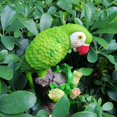 thumbnail image 4 of Estatuas de loros Mini artesanía de resina bonsái en miniatura decoración suministros de Jardín de hadas CUTICAT Verde Micro Jardín Paisaje, 4 of 8