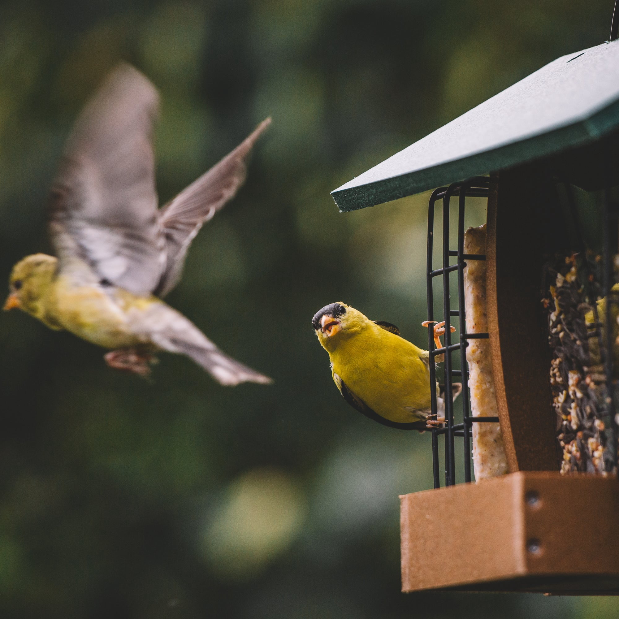 Backyard Expressions WASATCH Plastic Lumber Bird Feeder w/ Suet Cages