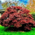 thumbnail image 4 of Red Dragon Japanese Maple Live Tree –1 Gallon, 4 of 6
