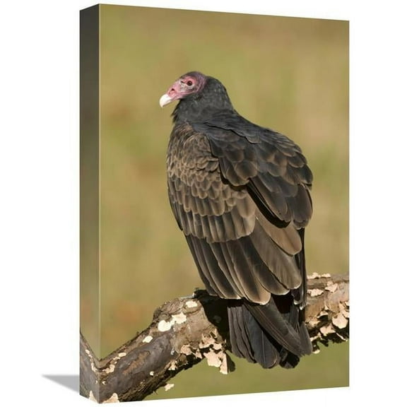 12 x 18 in. Turkey Vulture, Howell Nature Center, Michigan Art Print - Steve Gettle