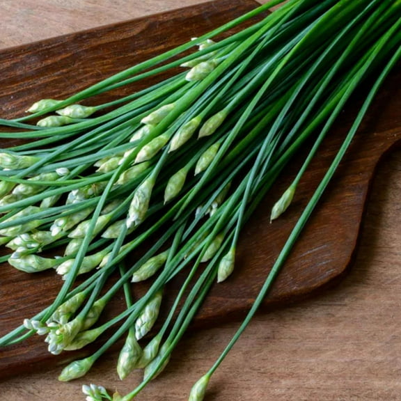 Garlic Chives Live Plant, Herb Plant for Home Garden, Garlic Chives Plant 4-6 Inches