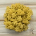 thumbnail image 1 of Event Decor Moss Natural Reindeer Variety Preserved 1.1 lb box Yellow, 1 of 1